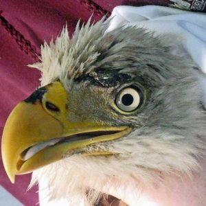 close up of bald eagle beak