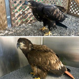 juvenile bald eagle in rehab