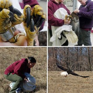 bald eagle collage showing exam and release