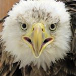 face of bald eagle