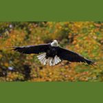 bald eagle flying among trees