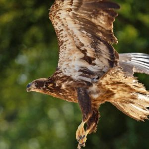 young bald eagle taking flight outdoors