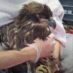 young bald eagle held in arms of person