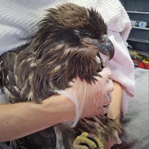 young bald eagle held in arms of person