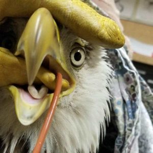 bald eagle being tube-fed