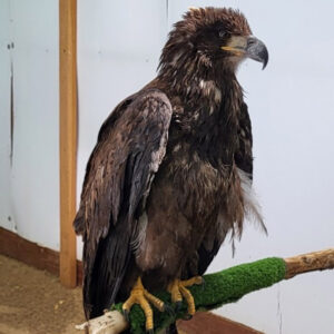 juvenile bald eagle on perch in room