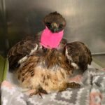 red-tailed hawk in cage with neck bandaged