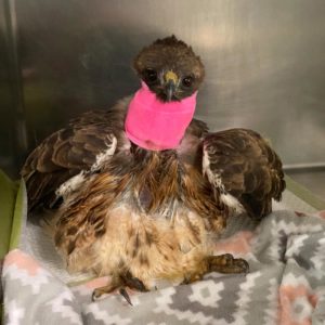 red-tailed hawk in cage with neck bandaged