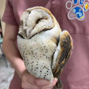 barn owl held in hands