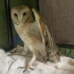 barn owl spreading wings in cage