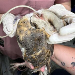 tube-feeding a barn owl