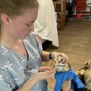 young barn owl being tube-fed