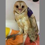 barn owl standing on towel