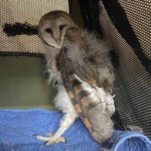 young barn owl standing in mesh carrier