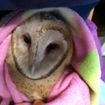 a barn owl wrapped in a colorful towel