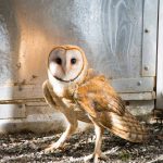 barn owl looking