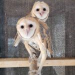 two young barn owls on perch in enclosure