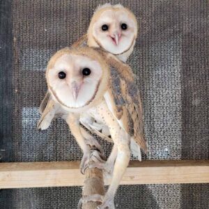 two young barn owls on perch in enclosure