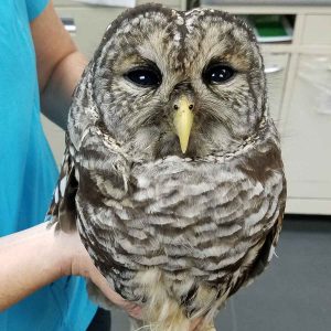 barred own held in hands