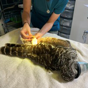 barred owl lying on table for exam while anesthetized