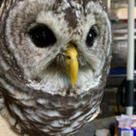 close up on face of barred owl