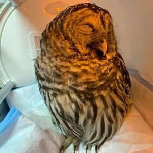 barred owl in rehab