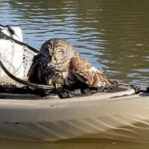 injured barred owl lying on bow of kayak