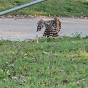 barred owl walking on grass ready to fly after release