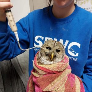 barred owl wrapped in towel being tube-fed while held by person