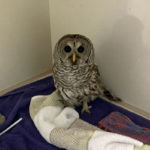 barred owl in enclosure standing on towels