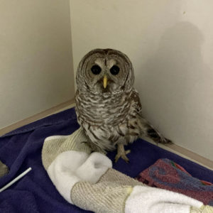 barred owl in enclosure standing on towels