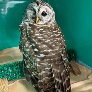 barred owl with eye injury