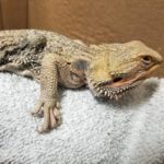 bearded dragon lying on towel on branch