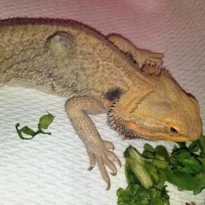 visible lumps on bearded dragon lying on towel by greens