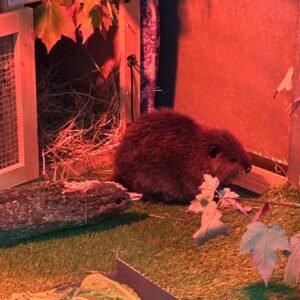 beaver standing in enclosure