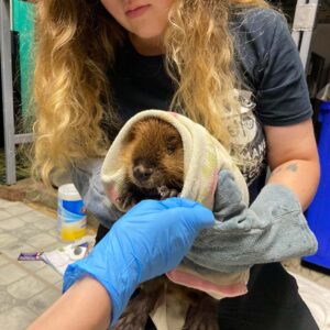 beaver held in towel during exam