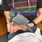 belted kingfisher bird held in hands of a seated person