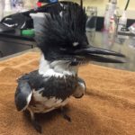 belted kingfisher standing on towel on table
