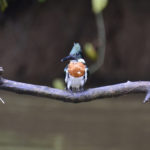 belted kingfisher perched on a branch