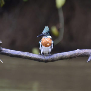 belted kingfisher perched on a branch 