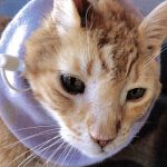 cat with feeding tube