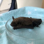 big brown bat lying on plastic on scale to be weighed