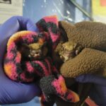big brown bat held in towel