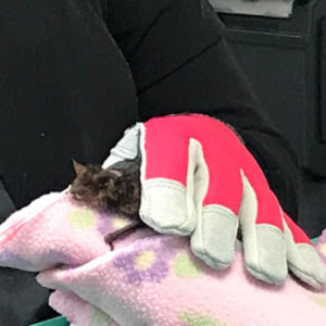 big brown bat held in gloved hands