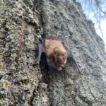 big brown bat hanging on side of tree