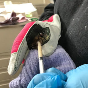 big brown bat held in gloved hands is syringe-fed