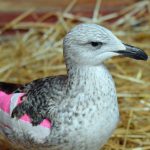 great black-backed bull with injured wing