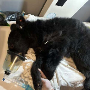 North American black bear cub anesthetized for exam