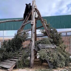 North American black bear club atop climbing structure in outdoor habitat
