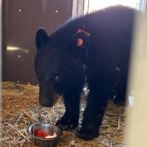 North American black bear cub eating fruit from bowl in enclosure